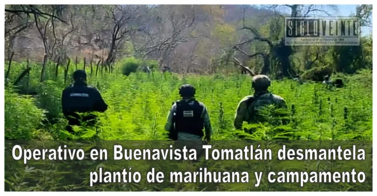 Operativo en Buenavista Tomatlán desmantela plantío de marihuana y campamento