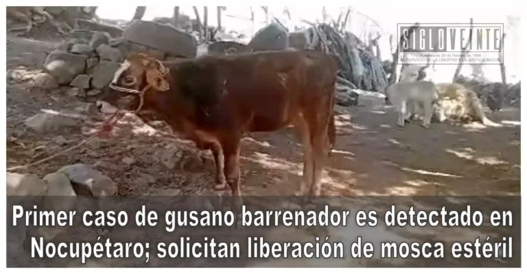 Primer caso de gusano barrenador es detectado en Nocupétaro; solicitan liberación de mosca estéril