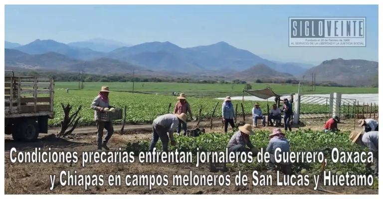 Condiciones precarias enfrentan jornaleros de Guerrero, Oaxaca y Chiapas en campos meloneros de San Lucas y Huetamo