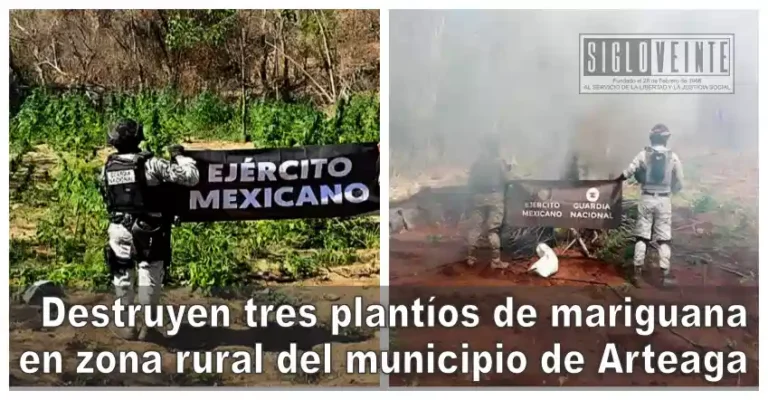 Destruyen tres plantíos de mariguana en zona rural del municipio de Arteaga