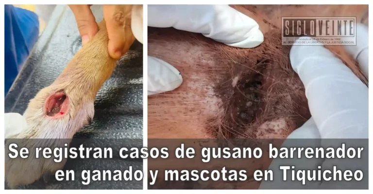 Se registran casos de gusano barrenador en ganado y mascotas en Tiquicheo; piden reforzar vigilancia sanitaria