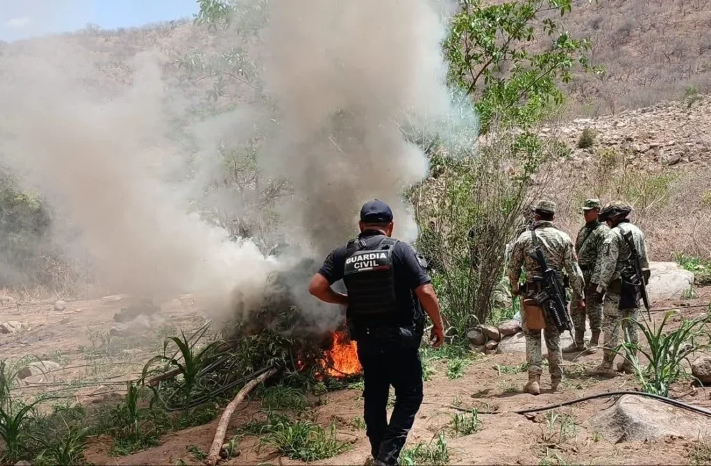 En nuevo operativo en zona serrana de Huetamo, destruyen más de 14 mil plantas de marihuana