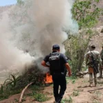 En nuevo operativo en zona serrana de Huetamo, destruyen más de 14 mil plantas de marihuana