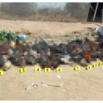 Asegura la FGE 29 gallos y localiza 41 sin vida en palenque clandestino en Morelia