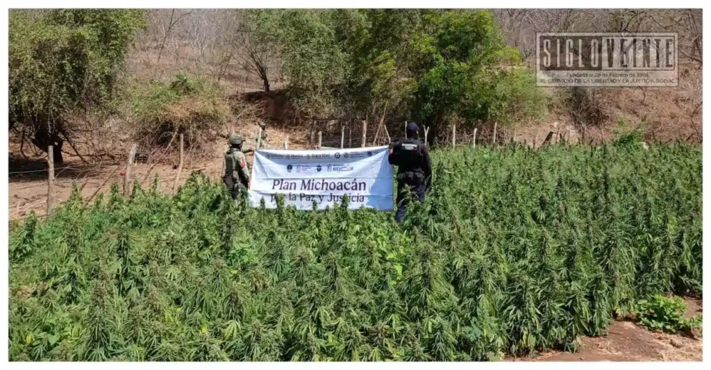Autoridades incineran 12 mil 600 plantas y dos costales con 13 kilos de mariguana en el municipio de Huetamo