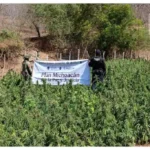 Autoridades incineran 12 mil 600 plantas y dos costales con 13 kilos de mariguana en el municipio de Huetamo