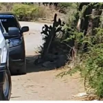 Hombre pierde la vida electrocutado mientras laboraba en árbol de tamarindo cerca de Nueva Italia