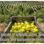 Productores de guayaba de Jungapeo, Juárez, Susupuato, Tuxpan, Tuzantla y Zitácuaro, ante oportunidad de certificar su producto