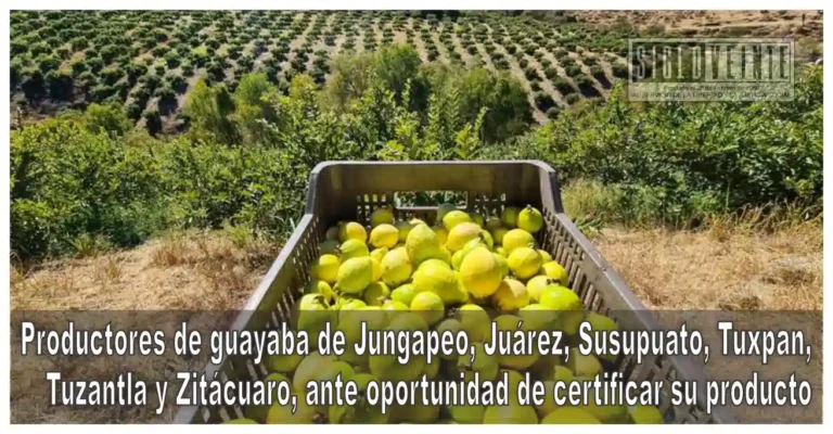 Productores de guayaba de Jungapeo, Juárez, Susupuato, Tuxpan, Tuzantla y Zitácuaro, ante oportunidad de certificar su producto