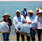 Siembran 150 mil tilapias para impulsar y garantizar el sustento de las comunidades pesqueras en Churumuco