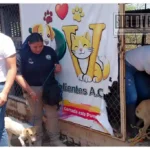 Fiscalía rescata a tres perritas en Huetamo; quedan bajo resguardo del refugio Patitas Valientes A.C.
