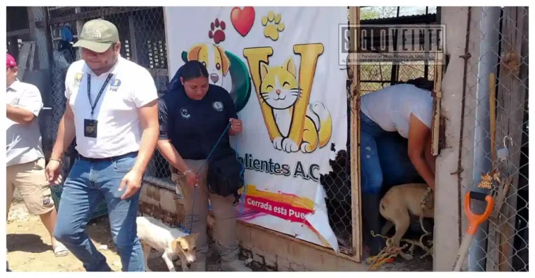 Fiscalía rescata a tres perritas en Huetamo; quedan bajo resguardo del refugio Patitas Valientes A.C.