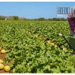 Gobierno federal libera deudas a productores del campo; Tuzantla, Huetamo y San Lucas, entre los municipios beneficiados