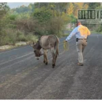 Rescatan a burrito víctima de maltrato animal en Ciudad Hidalgo