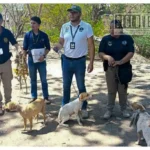 Asegura FGE a tres perros durante cateo en la colonia Unidad Deportiva de Huetamo