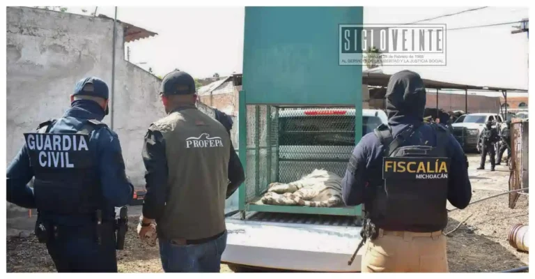 Aseguran un tigre de bengala durante cateo en el municipio de Ecuandureo
