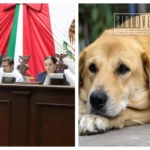 Congreso de Michoacán veta el envenenamiento de animales como método de control poblacional
