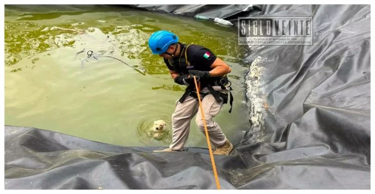 En Tacámbaro, rescatan a perro atrapado en hoya agrícola; buscan a sus dueños o una familia que lo adopte