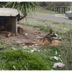 Rescatan a dos perros en condiciones de abandono durante operativo de la Fiscalía en Ciudad Hidalgo