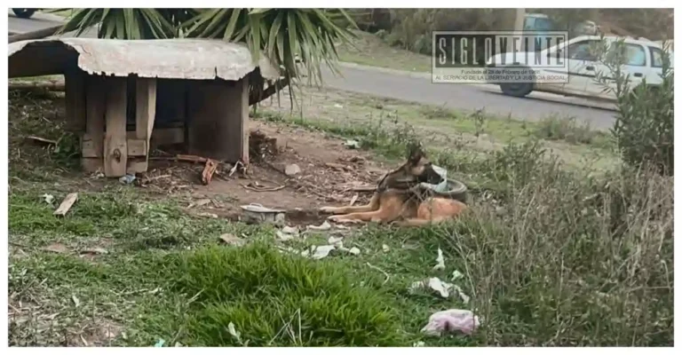 Rescatan a dos perros en condiciones de abandono durante operativo de la Fiscalía en Ciudad Hidalgo