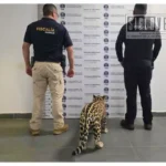 Rescatan cachorro de jaguar en Zitácuaro; una mujer fue asegurada por la posesión ilegal
