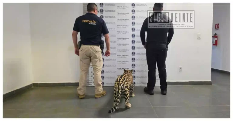 Rescatan cachorro de jaguar en Zitácuaro; una mujer fue asegurada por la posesión ilegal