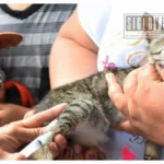 Ante del Día Mundial de las Zoonosis, autoridades de salud llaman a proteger a la familia y a las mascotas