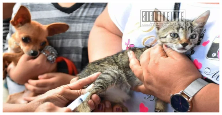 Ante del Día Mundial de las Zoonosis, autoridades de salud llaman a proteger a la familia y a las mascotas