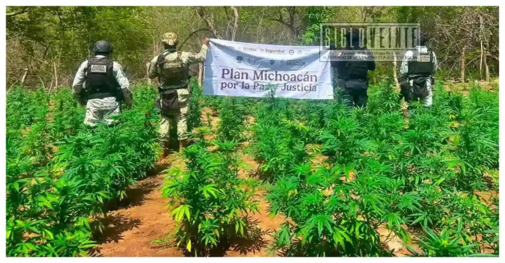 Hallan y destruyen cinco sembradíos de marihuana en Huetamo; aseguran más de 22 mil plantas
