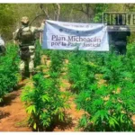 Hallan y destruyen cinco sembradíos de marihuana en Huetamo; aseguran más de 22 mil plantas