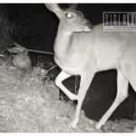 Nocupétaro destaca en monitoreo de fauna; cámaras trampa registran pumas, venados y otras especies en sus bosques