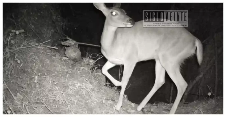 Nocupétaro destaca en monitoreo de fauna; cámaras trampa registran pumas, venados y otras especies en sus bosques