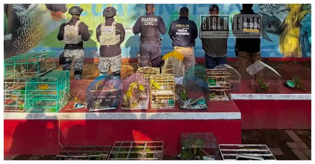 Rescatan 83 aves víctimas de tráfico ilegal y maltrato durante cateo en Pátzcuaro
