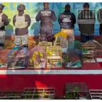 Rescatan 83 aves víctimas de tráfico ilegal y maltrato durante cateo en Pátzcuaro