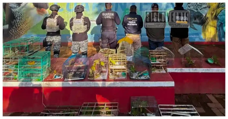 Rescatan 83 aves víctimas de tráfico ilegal y maltrato durante cateo en Pátzcuaro