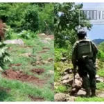 Desmantelan plantío con mil 600 plantas de marihuana en el municipio de Huetamo