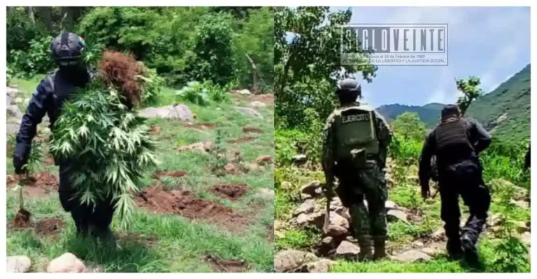 Desmantelan plantío con mil 600 plantas de marihuana en el municipio de Huetamo