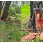 Habitantes de Tecario alertan por posible tala de mil pinos en bosque de San Rafael, Tacámbaro