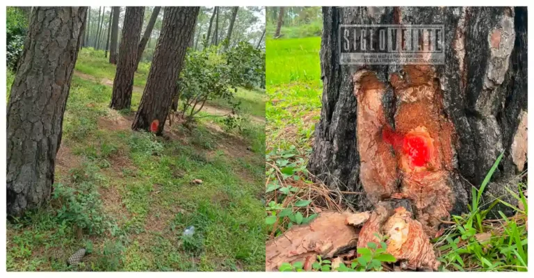 Habitantes de Tecario alertan por posible tala de mil pinos en bosque de San Rafael, Tacámbaro