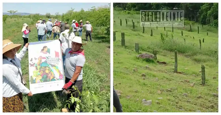 Huetamo alcanza meta de 200 mil árboles plantados durante Jornada Nacional de Reforestación