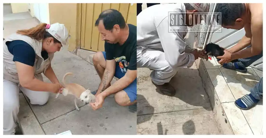 Activan cerco epidemiológico en Huetamo tras agresión de murciélago; desplegarán siete brigadas