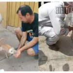 Activan cerco epidemiológico en Huetamo tras agresión de murciélago; desplegarán siete brigadas