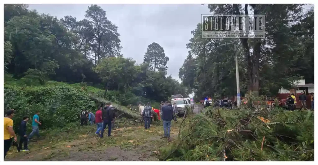 Pino se desploma sobre camioneta en la Tacámbaro-Pátzcuaro; hay cuatro lesionados