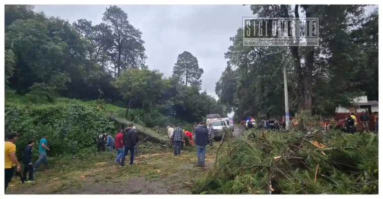 Pino se desploma sobre camioneta en la Tacámbaro-Pátzcuaro; hay cuatro lesionados