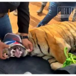 Rescatan dos tigres de Bengala en zona serrana de Coalcomán; estaban en condiciones deficientes