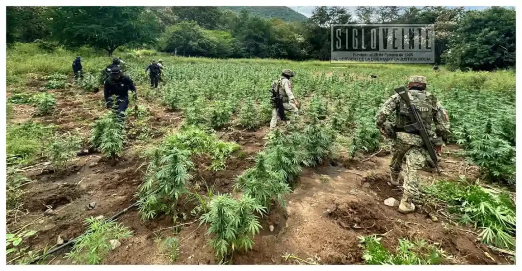 Destruyen casi 96 mil plantas de mariguana en dos localidades del municipio de Huetamo