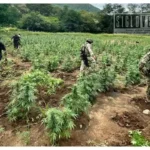 Destruyen casi 96 mil plantas de mariguana en dos localidades del municipio de Huetamo