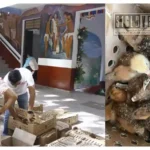 Entrega Ayuntamiento de Huetamo 750 pollitas para reforzar acciones de apoyo al sector rural