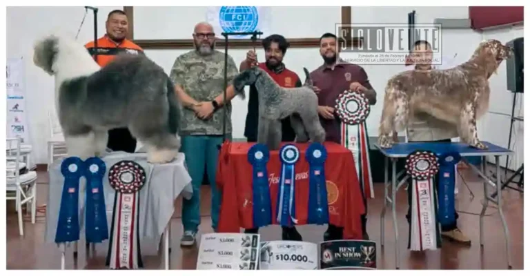 Mexicanos se adueñan del podio en certamen internacional de estética canina en Morelia