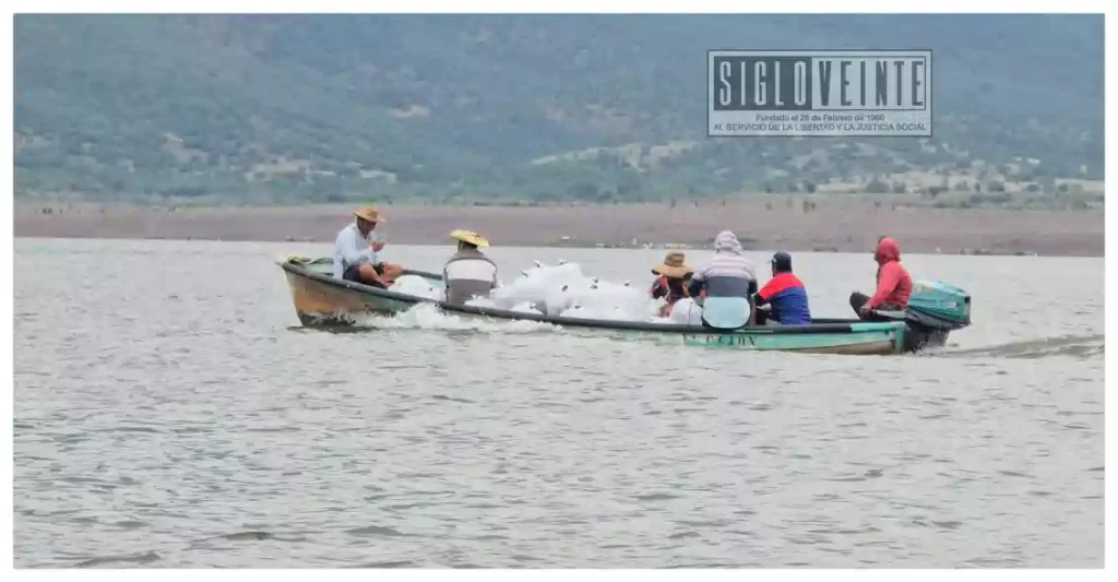 Reciben comunidades de Churumuco 100 mil crías de tilapia para impulsar su producción